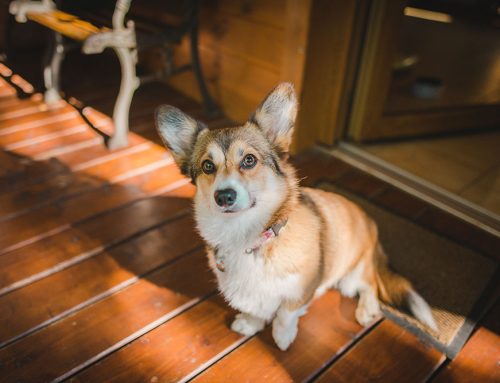 Limping Pets: Common Culprits and How Modern Diagnostics Get Them Back on Their Feet
