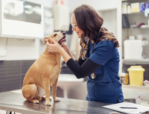 Lifelong Protection: Your Complete Guide to Pet Vaccinations at Every Age