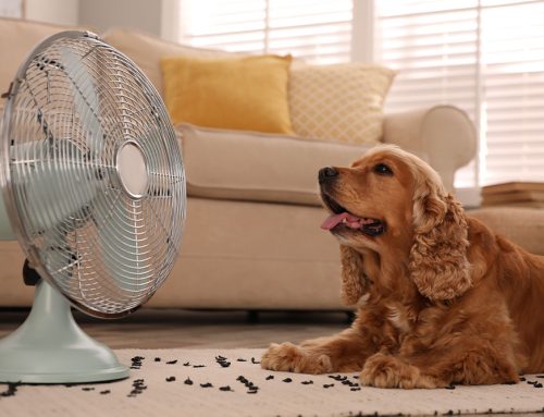 Keep Your Pets Chill This Summer: Essential Safety Tips from Oriole Road Animal Hospital
