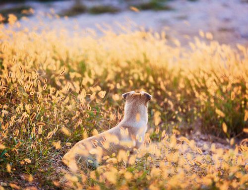 Understanding Grass Awns and Their Threat to Pets in Kamloops, BC