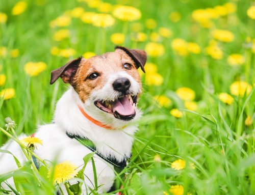 Pet Allergy Season: Signs, Treatments & Prevention